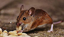 squirrel-control Experts in Turkey Ridge